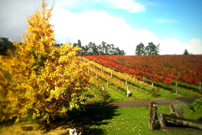 Full-Day Wine Tasting Tour in Auckland with 3-Course Vineyard Lunch - Stop 2: Soljans Estate, a Family Winery That Grew From a Single Vine