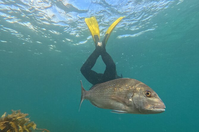 Goat Island Experience Advanced Snorkel Tour - Key highlights before you book