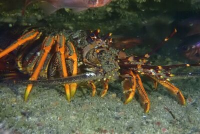 Goat Island Experience Advanced Snorkel Tour - What you’ll see under the surface: fish lists, ray sightings, and surprises