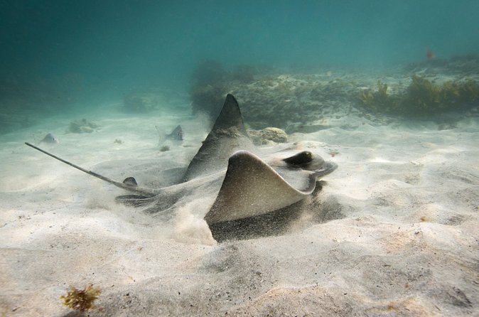 Goat Island Experience Advanced Snorkel Tour - Price and value: why $58.95 can make sense here