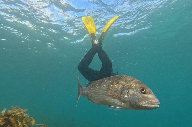 Goat Island Experience Advanced Snorkel Tour - Tips for comfort: how to get the most from the coaching