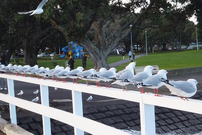 Guided North Head Fort Segway Tour in Devonport Auckland - Practical notes you should know before you ride