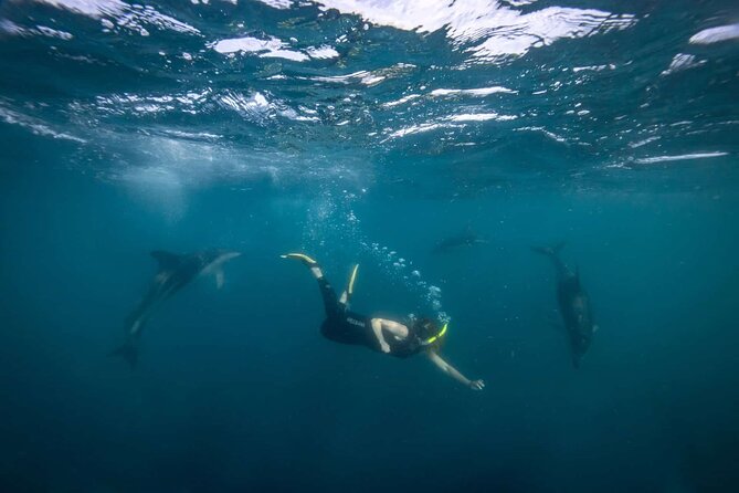 Guided Snorkeling and Island Exploration in Auckland - Wildlife sanctuary context: why this island matters