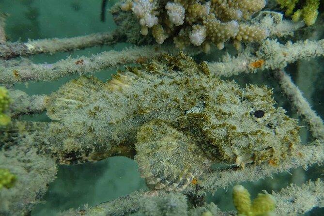 Guided Snorkeling and Island Exploration in Auckland - Logistics that can make or break your day
