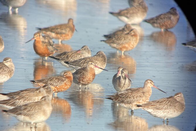 Guided Tour at Pukorokoro Shorebird Centre - Price and time: a $31.03, 90-minute value play