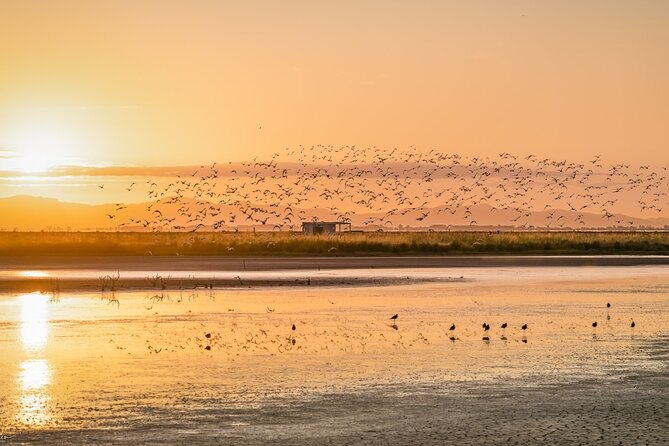 Guided Tour at Pukorokoro Shorebird Centre - Who this tour is best for (and who should skip it)