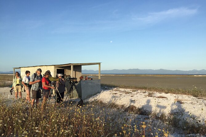 Guided Tour at Pukorokoro Shorebird Centre - Telescope time: how the guide makes distant birds feel readable