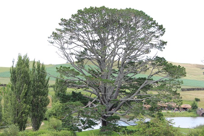 Hobbiton Afternoon Tour in Luxury Minibus from Auckland - Hobbiton Movie Set: Admission Included and a Guided 2-Hour Walk