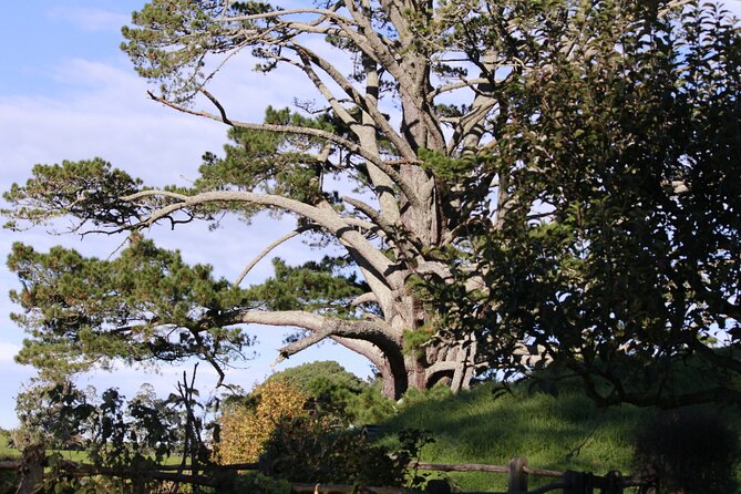 Hobbiton Afternoon Tour in Luxury Minibus from Auckland - Who This Tour Is Best For (and Who Should Skip It)