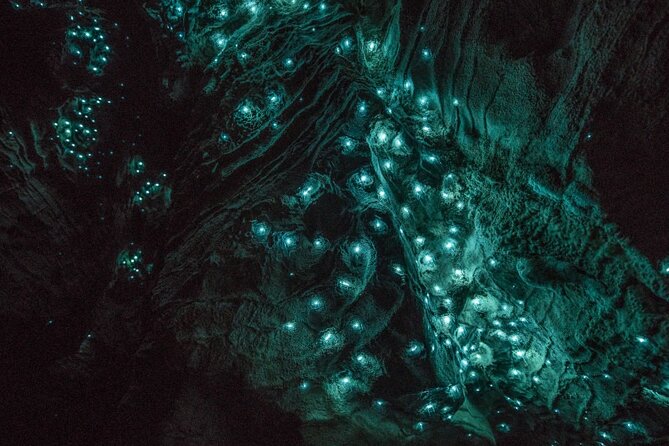 Hobbiton and Waitomo Caves Small Tour from Auckland - Tips to make the day go smoothly