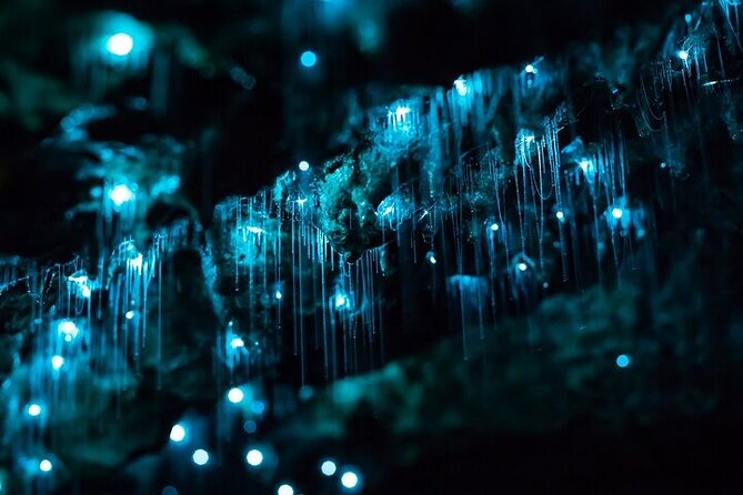 Hobbiton Movie Set & Waitomo Glow Worm Caves Private Tour - The glowworm boat ride: the part you’ll remember most