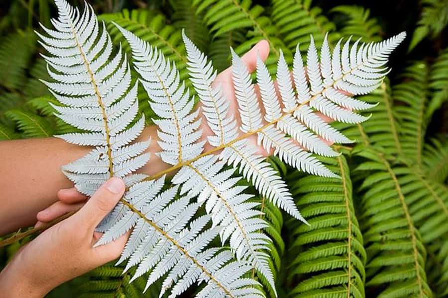 Luxury Auckland Maori Tour - Price and Value: Is $295 Worth It?