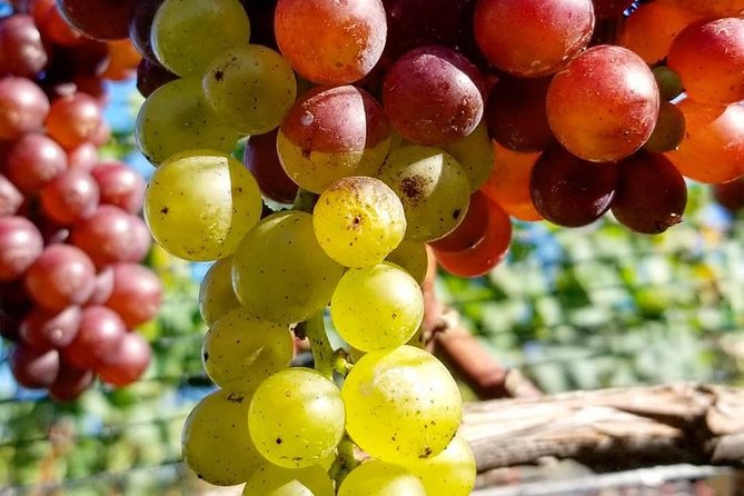 Luxury Private Auckland Wine & Beach Tour with Lunch - Westbrook Winery in the Ararimu Valley: Rustic Setting + a Proper Pour
