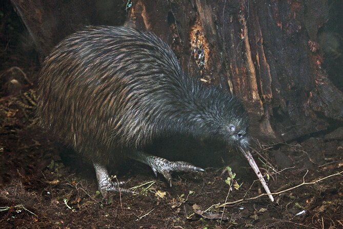 Nocturnal Wonders Tawharanui Kiwi Spotting and Stargazing Tour - Key highlights you’ll feel right away
