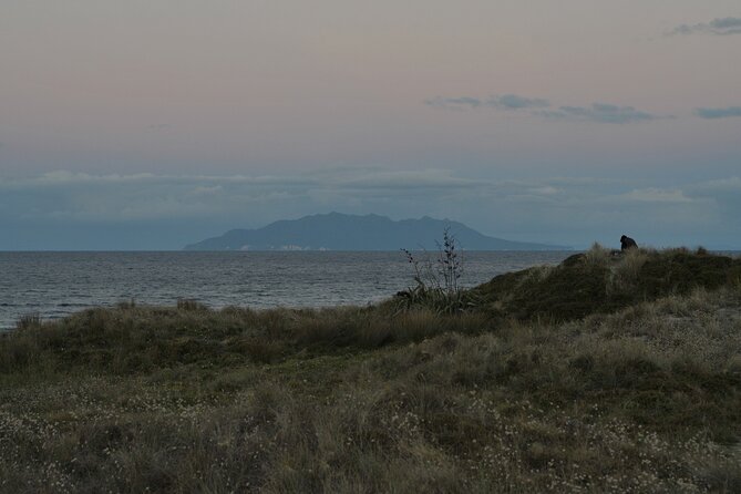 Nocturnal Wonders Tawharanui Kiwi Spotting and Stargazing Tour - Value for $93.09: what you’re paying for