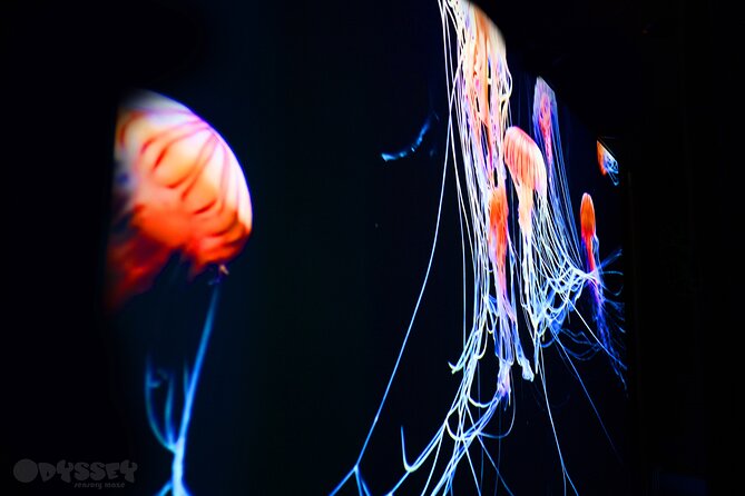 Odyssey Sensory Maze Entry Auckland Ticket - Key things to know before you go