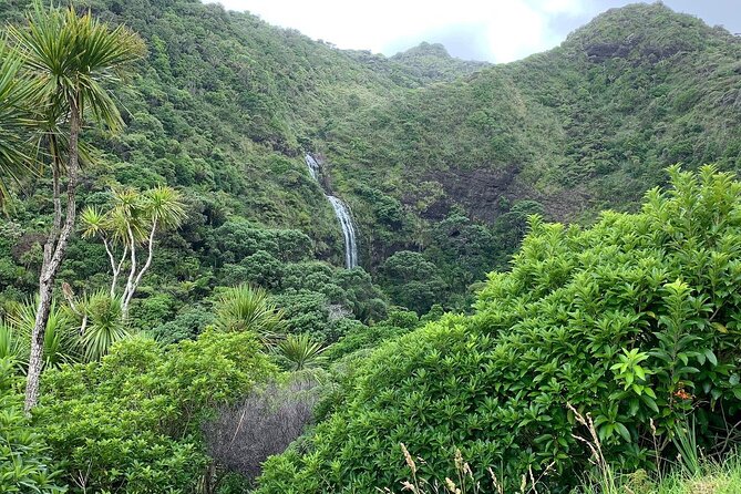 Piha Waitakere Rainforest Wine Tour from Auckland - Lunch at Soljans Estate: Open-Menu Winery Food in West Auckland