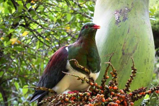 Private Auckland Wine & Dine Matakana Country & Cuisine - Why Matakana feels different from other Auckland day trips