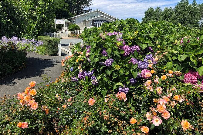 Private Auckland Wine & Dine Matakana Country & Cuisine - Kauri tree photos and Hibiscus Coast views: the scenery that earns its minutes