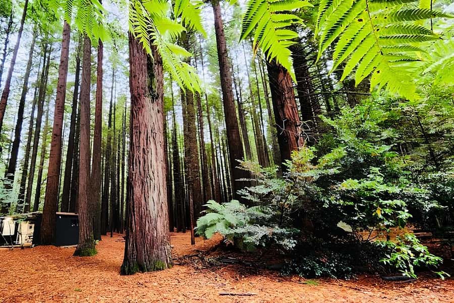 Private Hobbiton & BlueSprings & Redwood forest fromAuckland - Rotorua in 2.5 hours: geothermal sights plus a real town feel