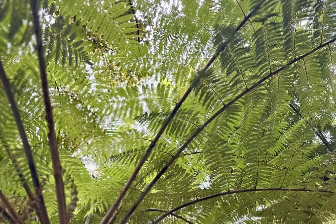 Private Piha Beach, Rainforest Adventure & Mt. Eden with Guide - Private guide value: why the day feels smoother than a shared tour
