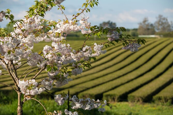 Private tour from Auckland - Waitomo Glowworm Caves, Zealong Tea & Kiwi Bird - A private Waikato day with three very different wins