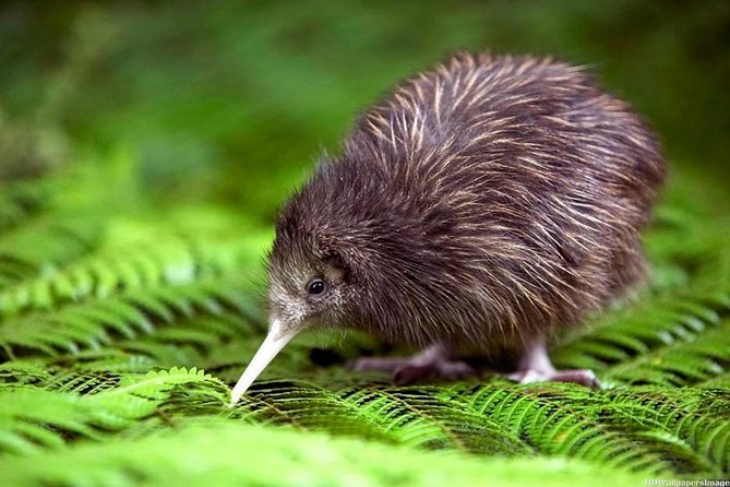 Private tour from Auckland - Waitomo Glowworm Caves, Zealong Tea & Kiwi Bird - Pickup and drop-off across Auckland and the wider region