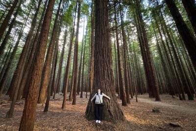 Private Tour: Hobbiton Movie Set, Rotorua Mud Pool & Treewalk - Redwoods, Whakarewarewa Forest: 700 meters, bridges, and a quick nature reset