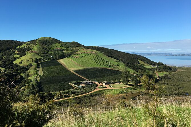Private Vineyard Bush Walk Tour in Waiheke Island - Key highlights to clock before you book