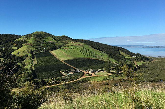 Private Vineyard Bush Walk Tour in Waiheke Island - Price and value: what $434.40 buys you on Waiheke