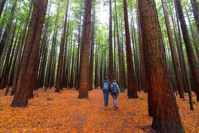 Redwood Forest , Blue Springs & Huka Falls Day Tour from Auckland - Key things I’d plan for