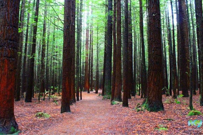 Redwood Forest , Blue Springs & Huka Falls Day Tour from Auckland - Price and value for a $372.34 day