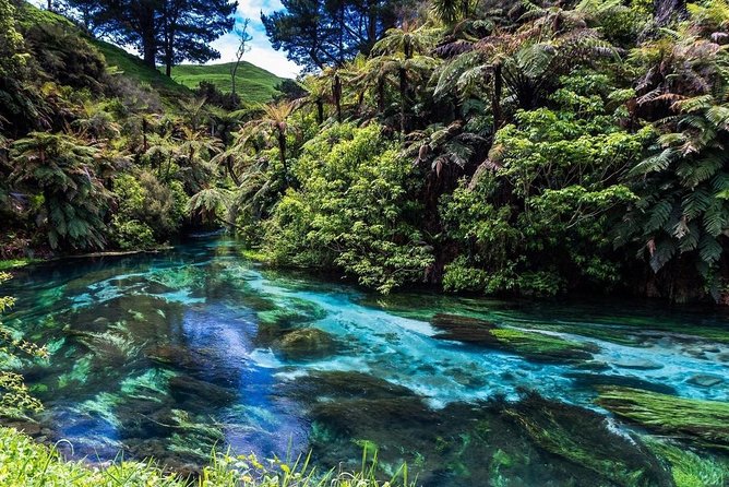 Redwood Forest , Blue Springs & Huka Falls Day Tour from Auckland - What the 11–13 hour schedule feels like (and how to survive it)