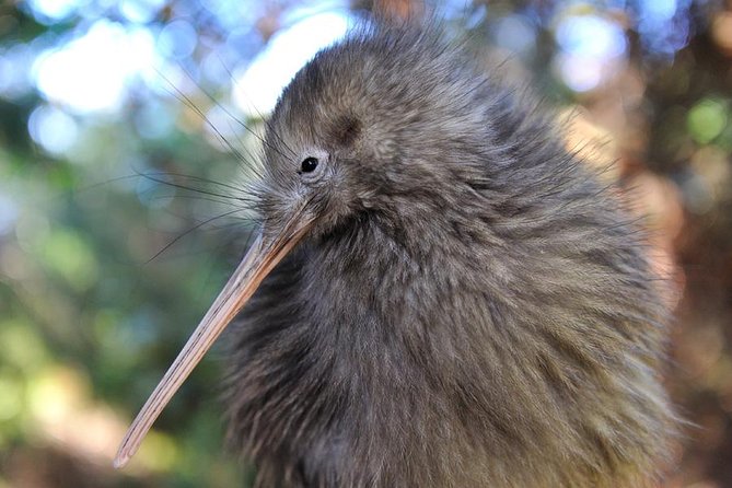 Rotorua and Waitomo Caves Day Trip from Auckland -Smaller Groups - Rotorua and Waitomo in One Day: Why This Combo Works