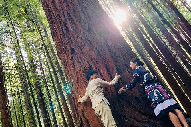 Rotorua Private tour with Hotspring - Redwoods, Whakarewarewa Forest: A Film-Location Walk That Stays Relaxed