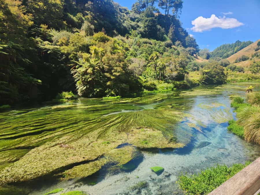 Rotorua & Taupo DayTour Waiotapu & Huka Falls from Auckland - What you’re really paying for: value at $448 per person
