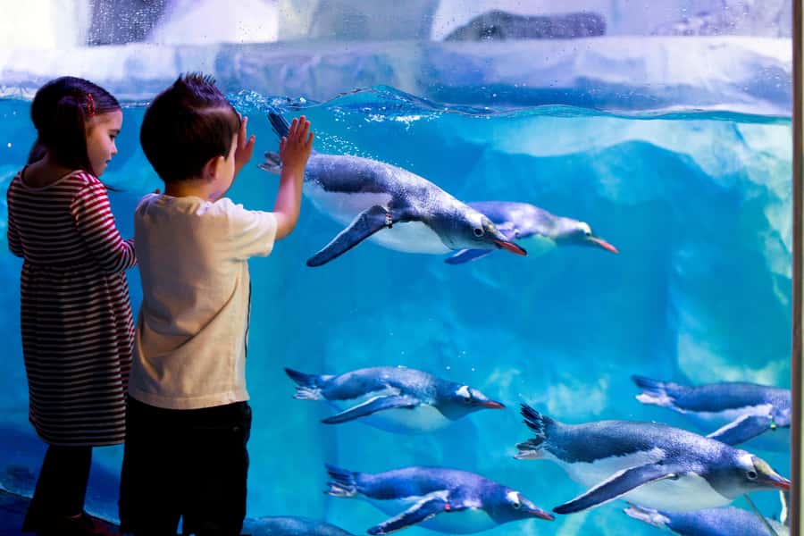 Sea Life Kelly Tarlton's Aquarium General Admission - Key Highlights Worth Planning Around