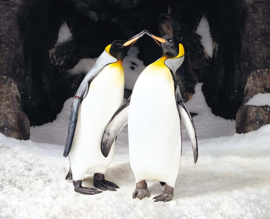 Sea Life Kelly Tarlton's Aquarium General Admission - King Penguins, Gentoos, and That Nose-to-Glass Moment