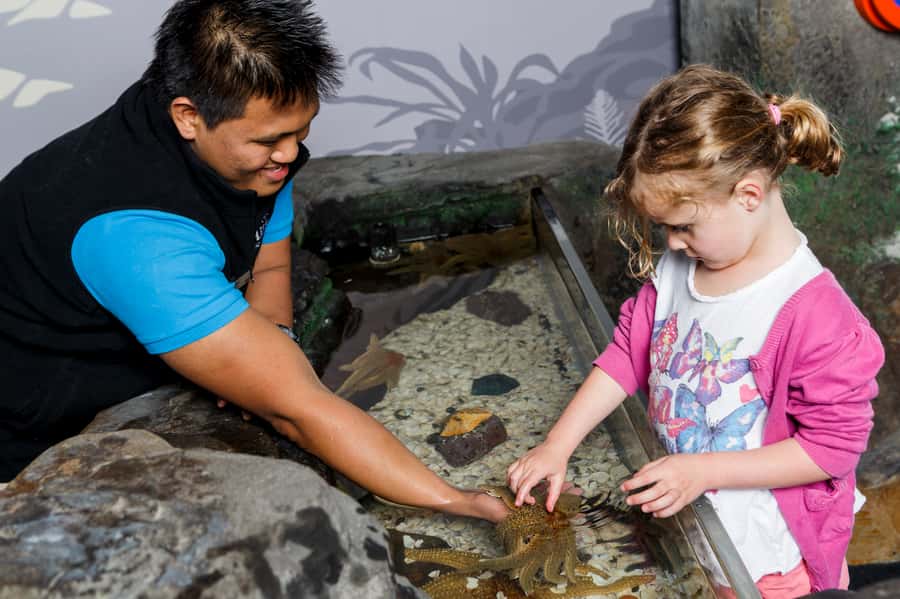 Sea Life Kelly Tarlton's Aquarium General Admission - The Shark Tunnel: Sand Tiger Sharks Overhead