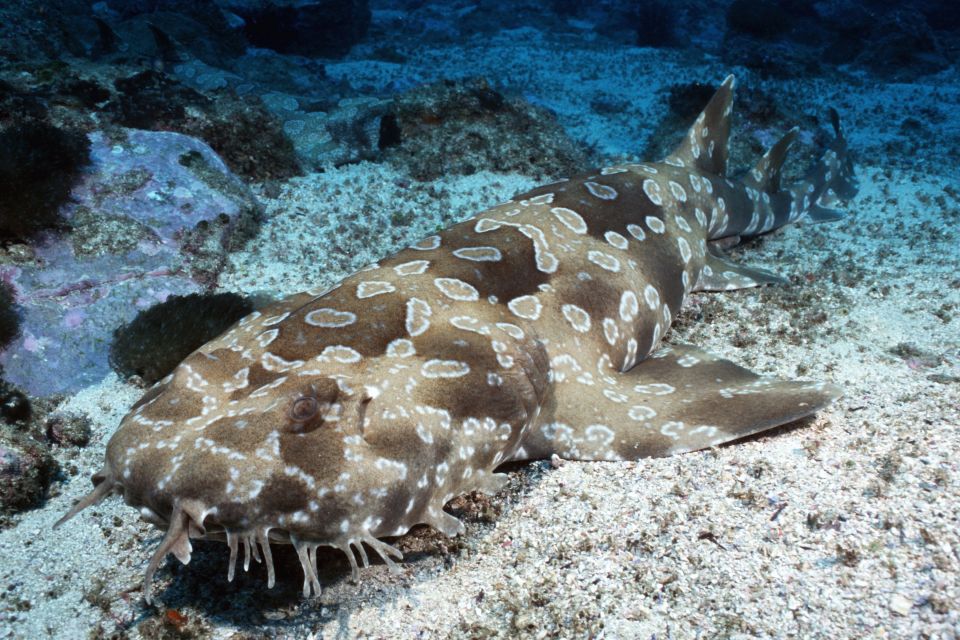 Sea Life Kelly Tarlton's Aquarium General Admission - Where the Animal Talks Fit Into Your Route