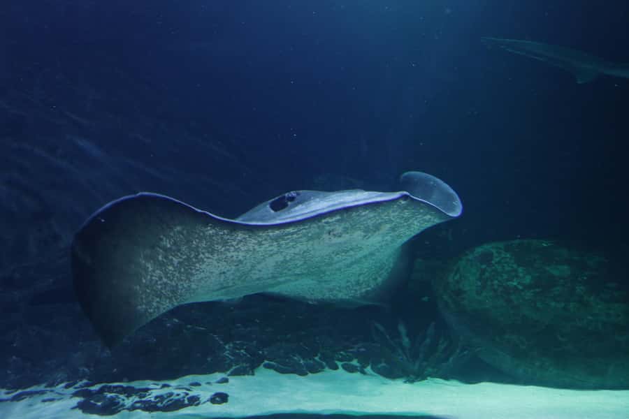 Sea Life Kelly Tarlton's Aquarium General Admission - Price and Value: Is $23 Worth It in Auckland?