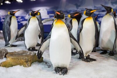 SEA LIFE Kelly Tarlton's General Admission - Antarctic Encounter: King and Gentoo penguins up close