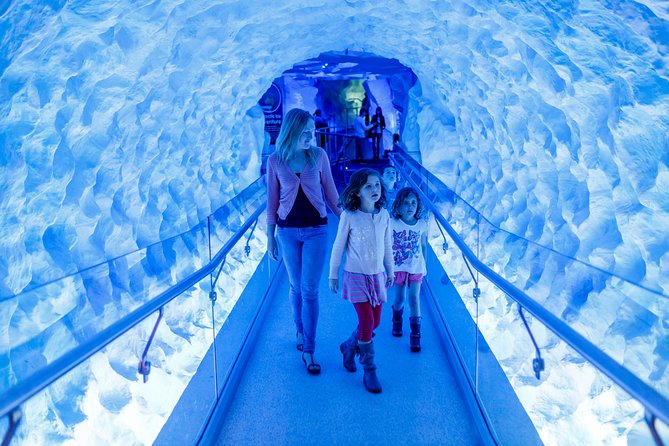 SEA LIFE Kelly Tarlton's General Admission - Jellyfish, sea dragons, turtles, and the “why this tank exists” vibe