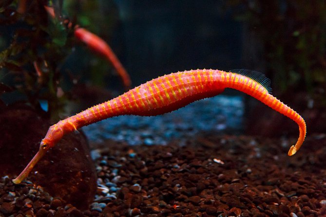 SEA LIFE Kelly Tarlton's General Admission - Timing: how long to plan, and how to avoid the last-entry rush