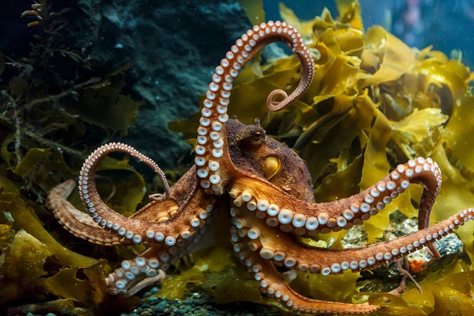 SEA LIFE Kelly Tarlton's General Admission - Price and value: what you’re paying for at $24.20