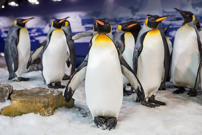 SEA LIFE Kelly Tarlton's General Admission - Antarctic Encounter: King and Gentoo penguins up close
