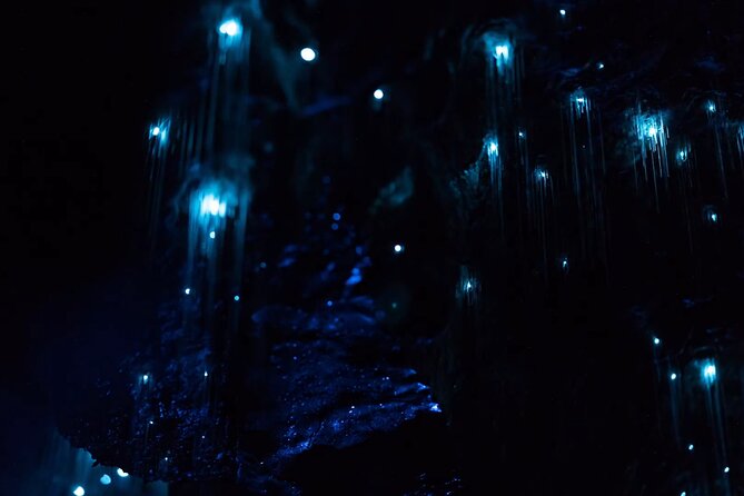 See Auckland's Secret Glow Worms - Key highlights you should care about