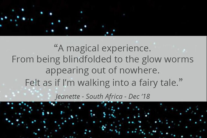 See Auckland's Secret Glow Worms - Who This Tour Suits Best (and Who Might Rethink It)
