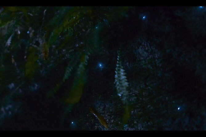 See Auckland's Secret Glow Worms - Weather and Viewing Odds: How to Increase Your Chances