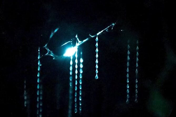 See Auckland's Secret Glow Worms - Finding the tour: 99 Quay Street, right by the Ferry Building